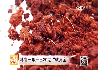 農(nóng)民養(yǎng)殖林麝，一年產(chǎn)值過(guò)百萬(wàn)