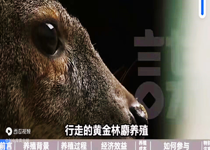 林麝養(yǎng)殖，貴比黃金